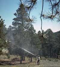 Uninfested pine being preventively sprayed